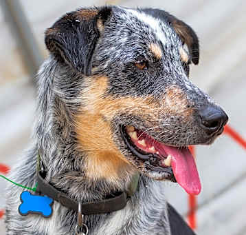 Photo of Maverick