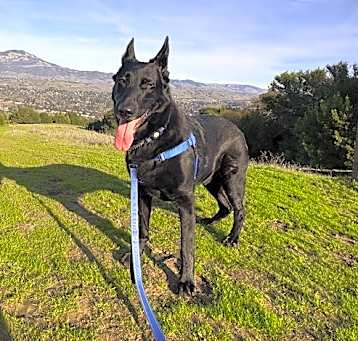 Photo of Loki