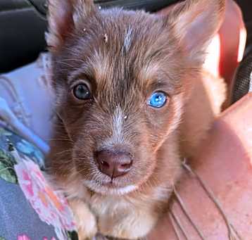 Photo of Rusty