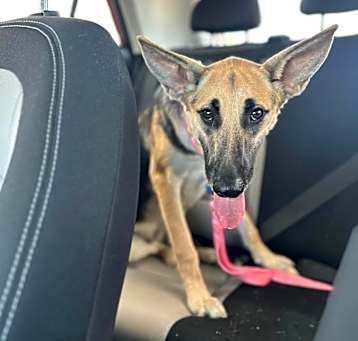 Photo of Gidget