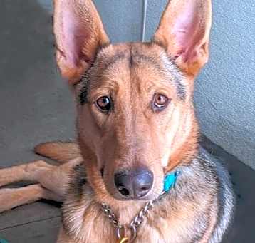 Photo of Boone