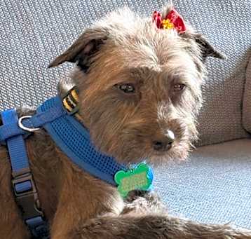 Photo of Nova