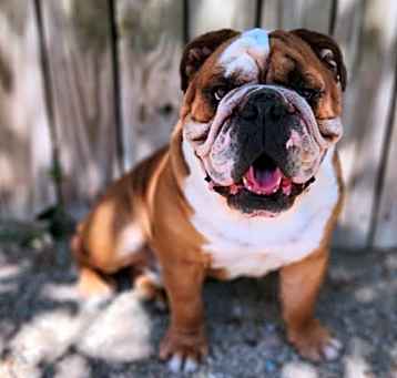 Photo of Diesel