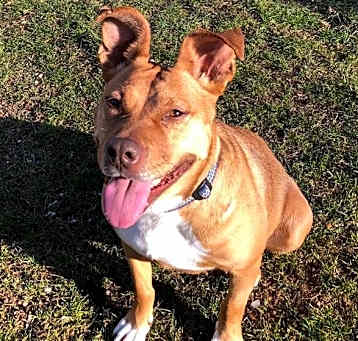 Photo of Giblet