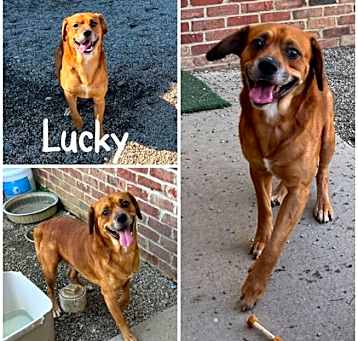 Photo of Lucky