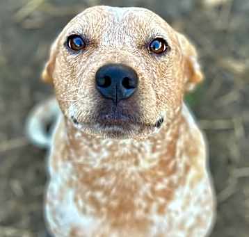 Photo of Fritz
