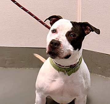 Photo of Petey