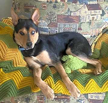 Photo of 💙“Scout”