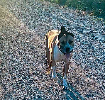 Photo of Chrome