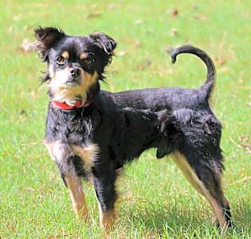 Photo of Benji