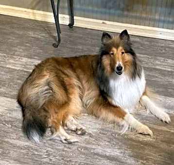 Photo of Remy