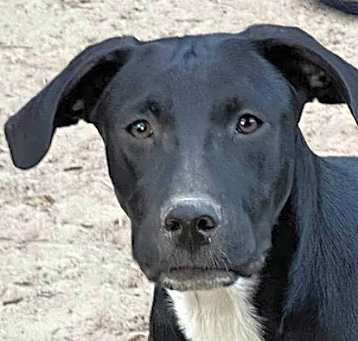 Photo of Gala