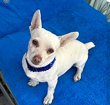 Photo of Diamond