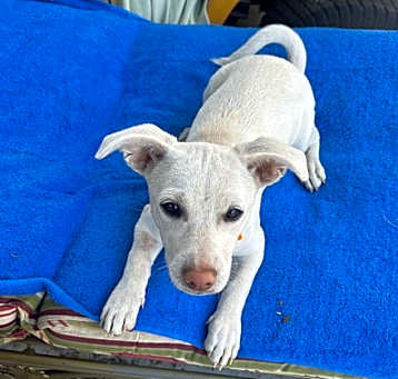 Photo of Daisy