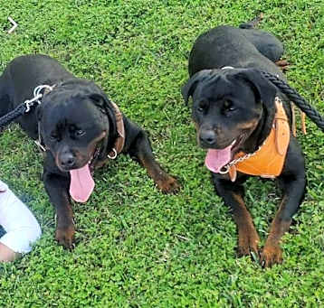 Photo of Maximus & Saphira