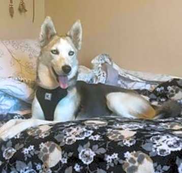 Photo of Suki