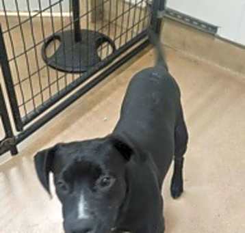 Photo of Bohdi FKA Wiggles
