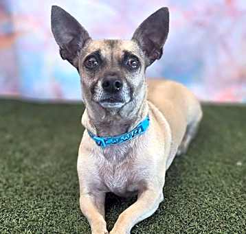 Photo of Tootsie