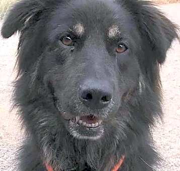 Photo of Shelby
