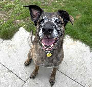 Photo of Kona - AVAILABLE