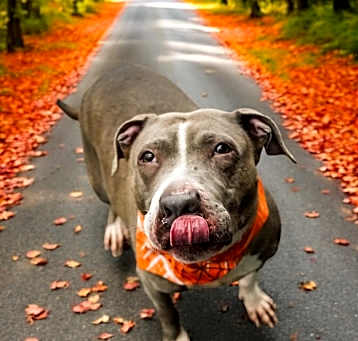 Photo of Nova