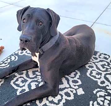 Photo of Hank