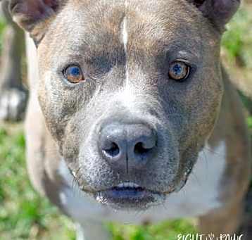 Photo of Duce