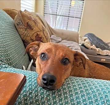 Photo of 24-079 Remy (fka Amber)