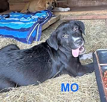 Photo of Mo