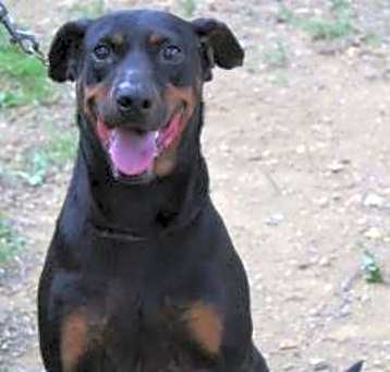Photo of Skittles (Terrell)