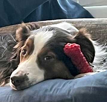 Photo of Cooper