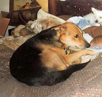 Photo of Buddy