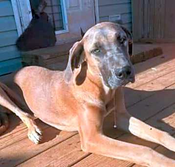 Photo of Harley