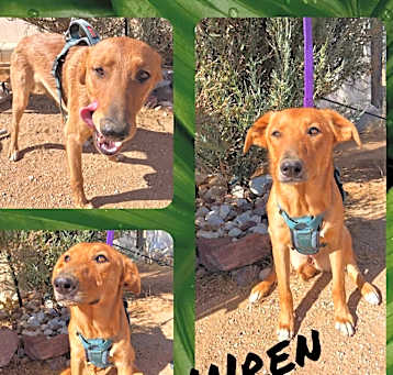 Photo of Wren