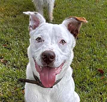 Photo of Toto
