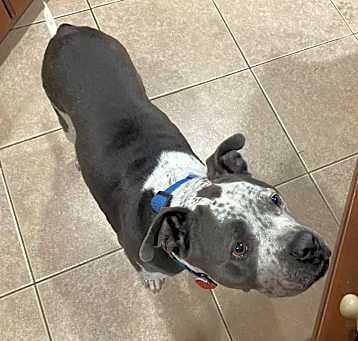 Photo of Bruno