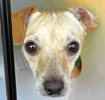 Photo of SAM (Chi)