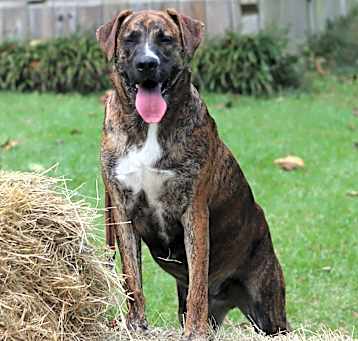Photo of Mocha