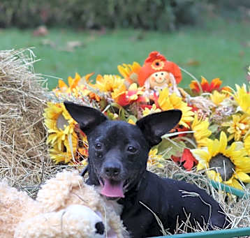 Photo of Silly