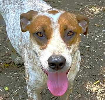 Photo of Pepper