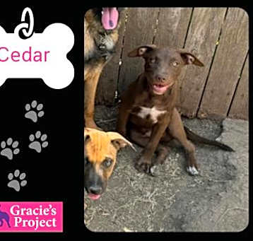 Photo of Cedar