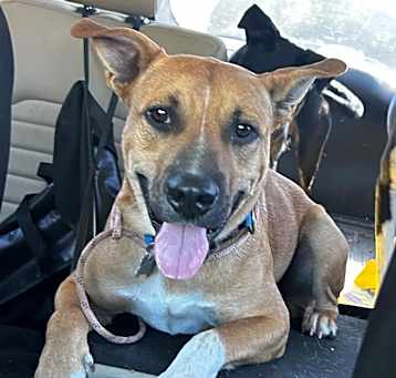 Photo of Blaze