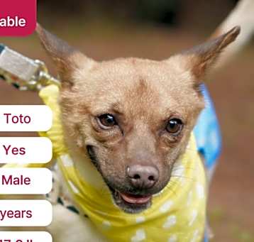 Photo of Toto (D)