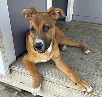 Photo of Shiloh