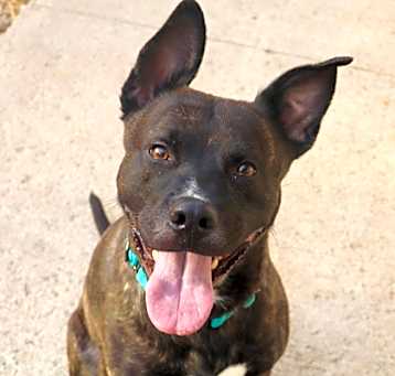 Photo of Achilles (Sponsored)