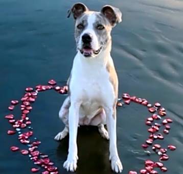 Photo of Willow