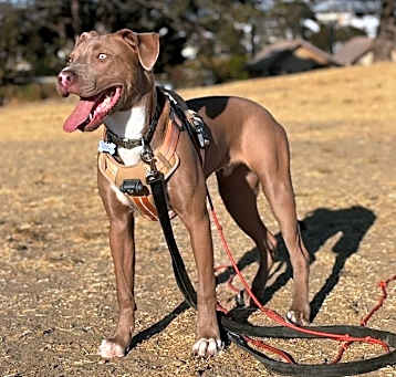 Photo of Enzo
