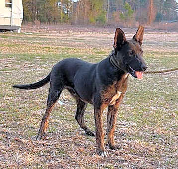 Photo of Brendon-5 months-Neuter Contract Required $325