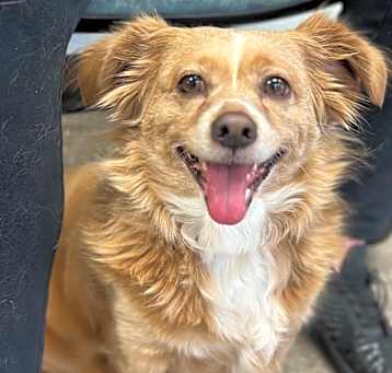 Photo of Buttercup