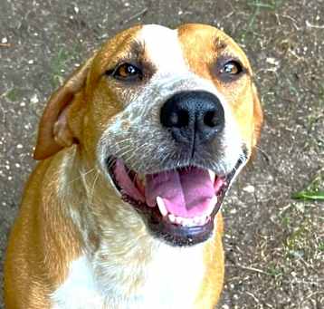 Photo of Cinnamon
